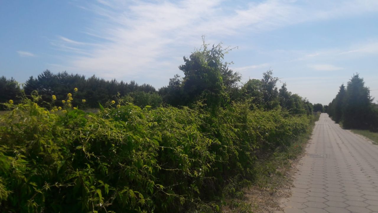 Działka budowlana Wieniec-Zalesie, ul. Bociania. Zdjęcie 2