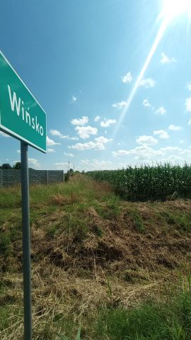 Działka budowlana Wińsko, ul. Wincentego Witosa. Zdjęcie 2