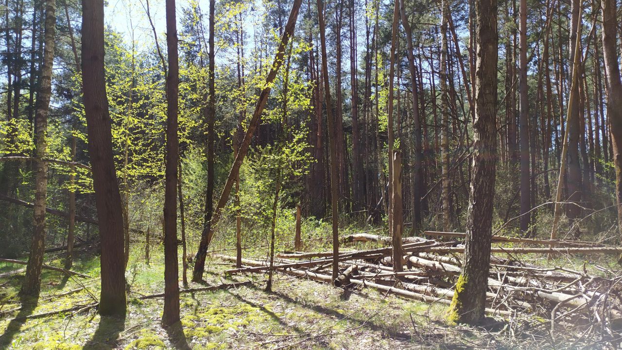 Działka leśna Bocheniec. Zdjęcie 5