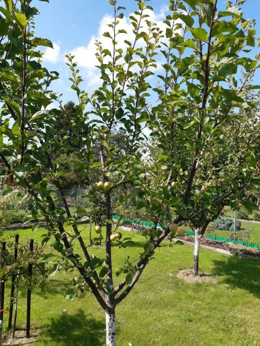 Działka rod Gdynia Oksywie, ul. Zielona. Zdjęcie 2