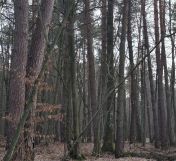 Działka leśna Opole Lubelskie Zagrody, ul. Zagrody. Zdjęcie 2