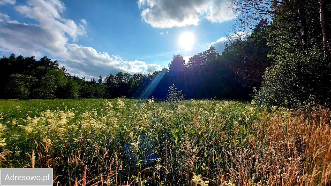 Działka rolna Smorawina. Zdjęcie 7