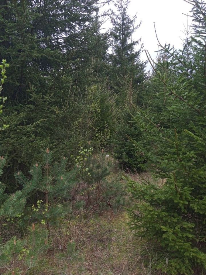 Działka leśna Siemiatycze. Zdjęcie 6