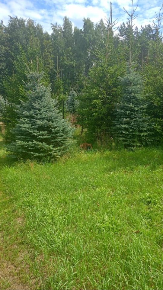 Działka rolno-budowlana Głuchówek. Zdjęcie 5