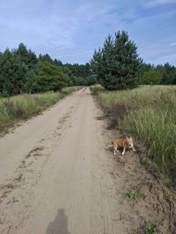 Działka budowlana Golub-Dobrzyń, ul. Zakole. Zdjęcie 2