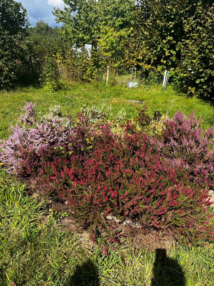 Działka rekreacyjna Zielona Góra Nowy Kisielin, ul. Stary Kisielin-Wiosenna. Zdjęcie 5