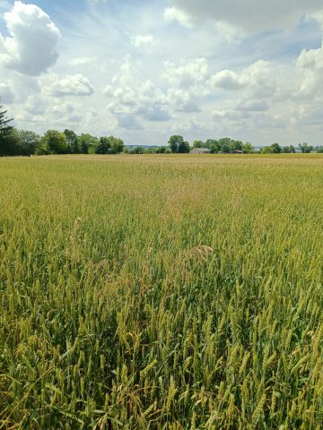 Działka budowlana Depułtycze Królewskie. Zdjęcie 1