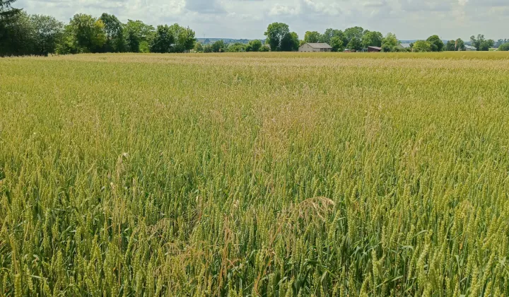 Działka budowlana Depułtycze Królewskie