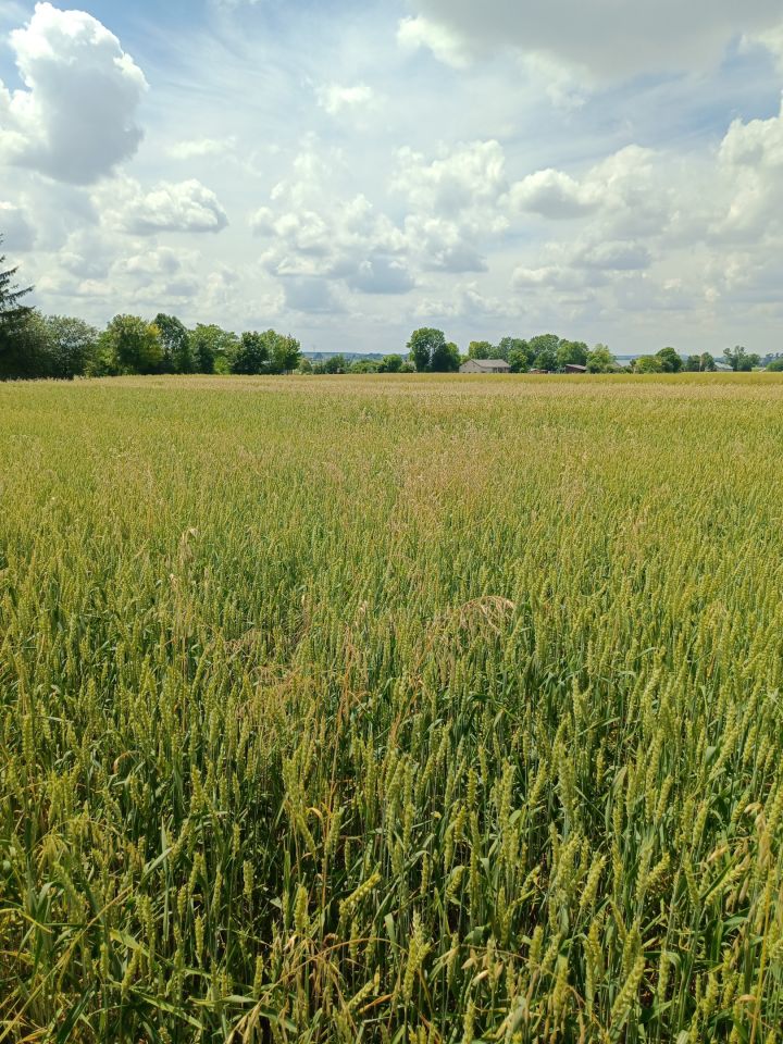 Działka budowlana Depułtycze Królewskie