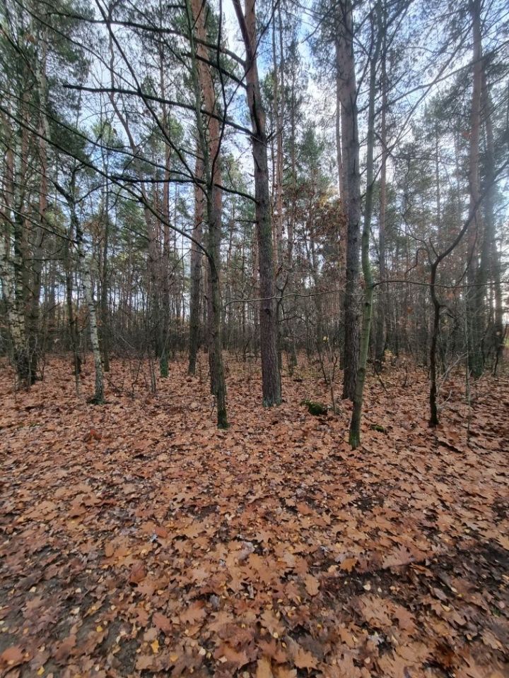 Działka leśna Omięciny. Zdjęcie 3