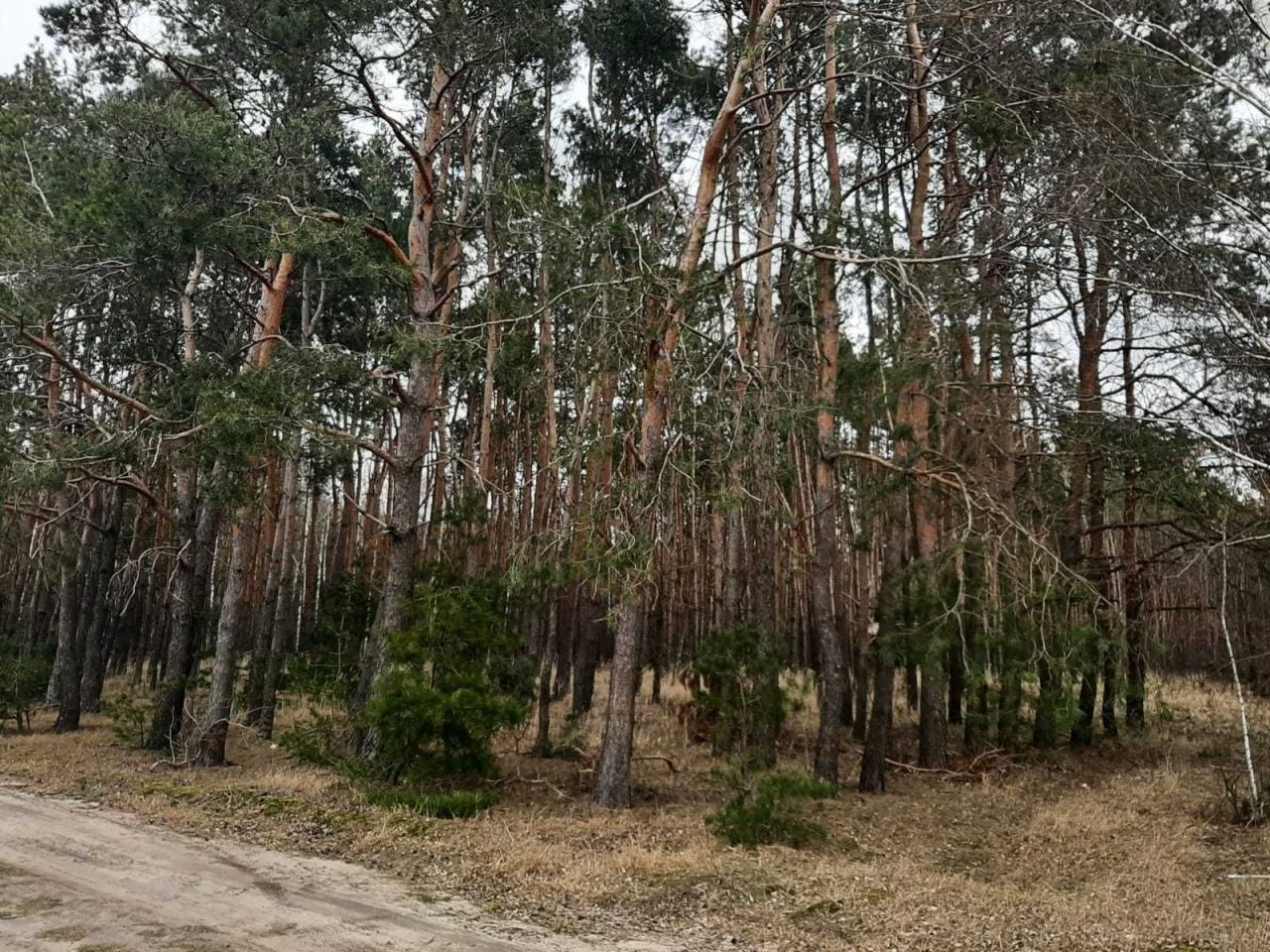 Działka leśna Chrusty. Zdjęcie 3