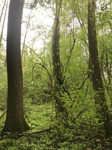 Działka leśna Kopina. Zdjęcie 1