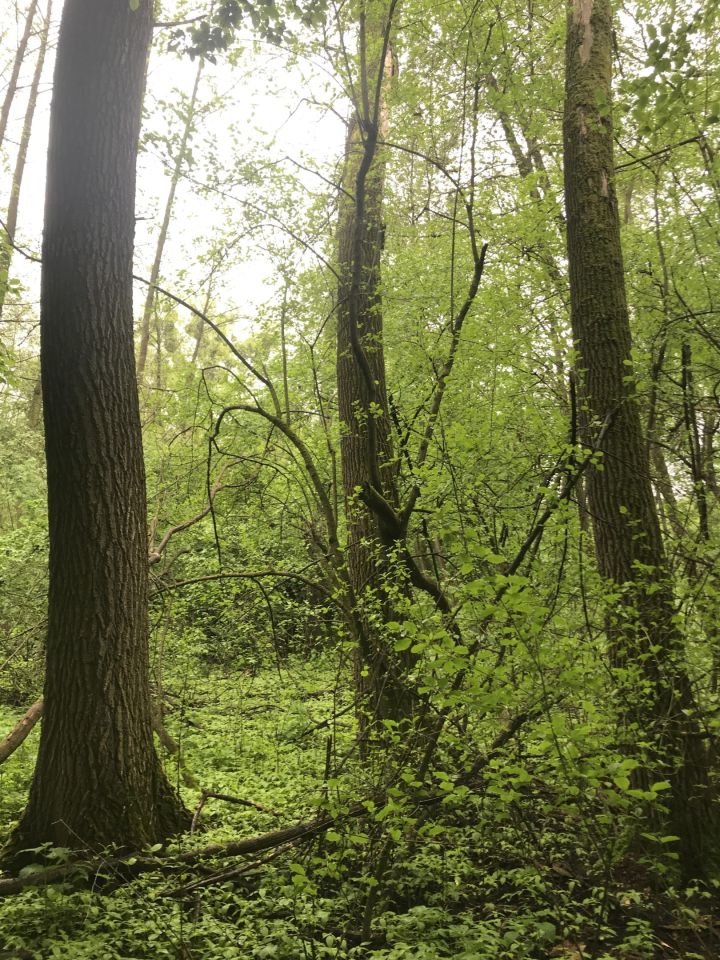 Działka leśna Kopina