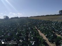 Działka budowlana Piorunów. Zdjęcie 3