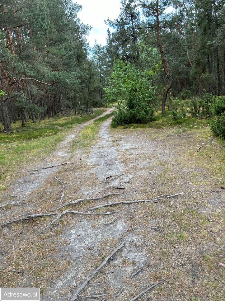 Działka leśna Jasionna. Zdjęcie 3