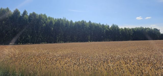 Działka rolno-budowlana Siedlanów. Zdjęcie 1