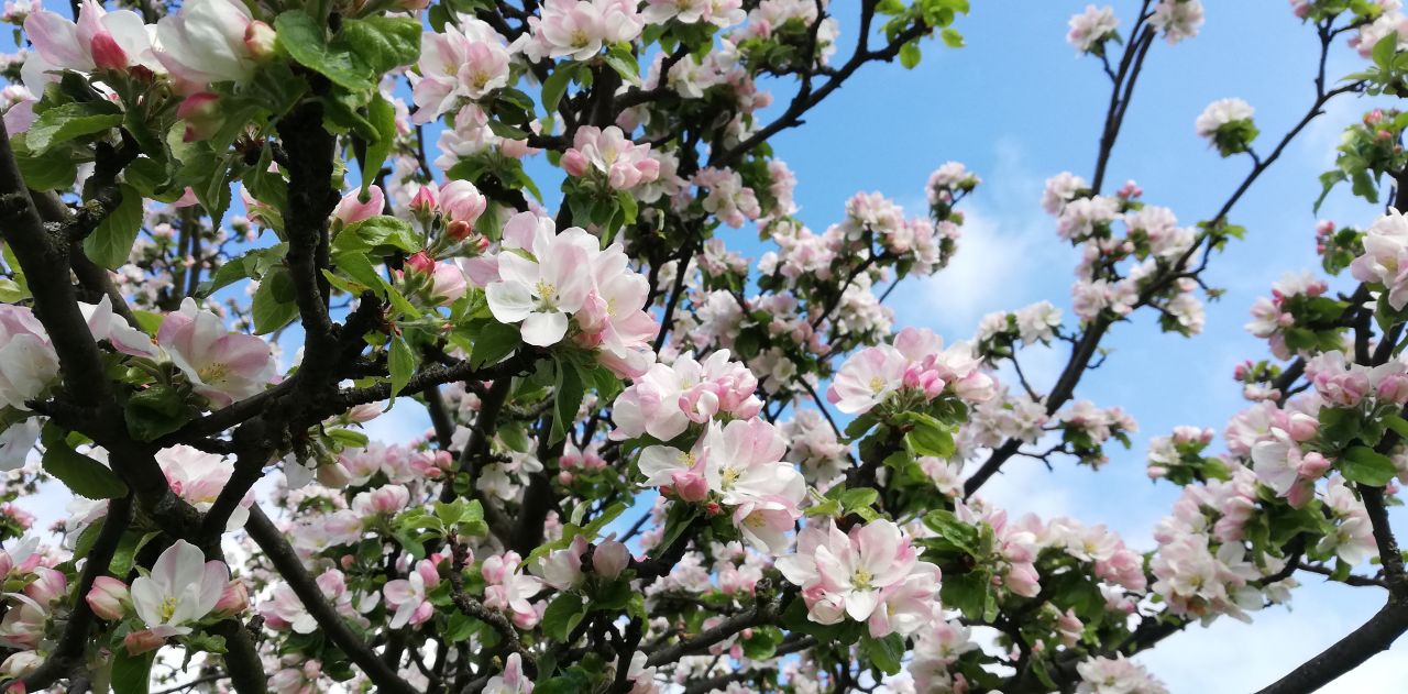 Mieszkanie 3-pokojowe Warszawa Natolin, ul. Małej Łąki. Zdjęcie 12