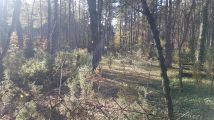Działka budowlana Radzymin Rejentówka, ul. Zygmunta Wróblewskiego. Zdjęcie 2