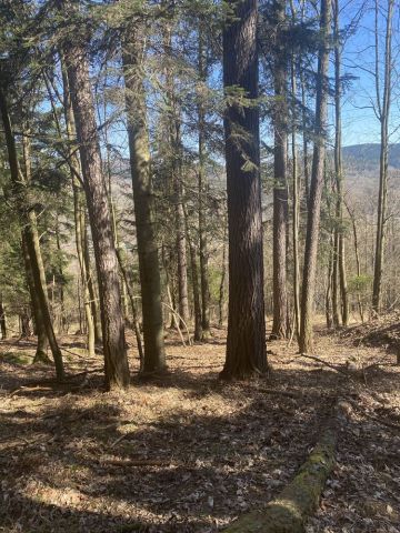 Działka leśna Grzechynia. Zdjęcie 1