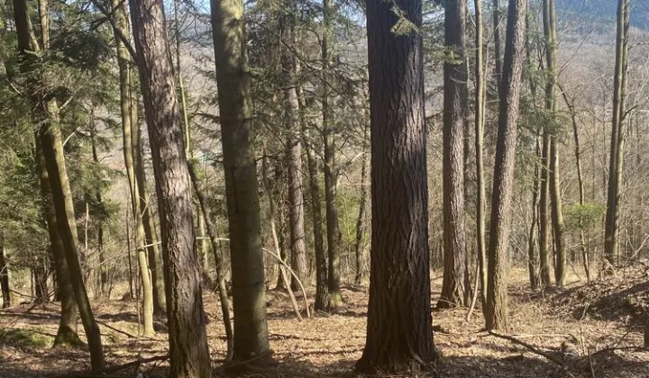 Działka leśna Grzechynia