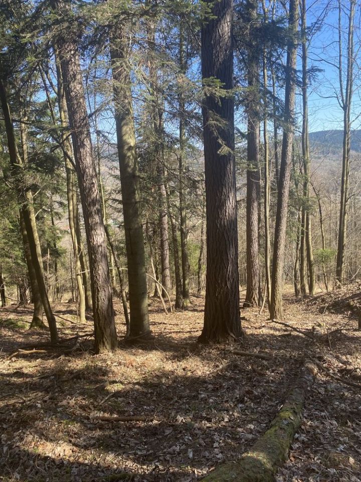 Działka leśna Grzechynia. Zdjęcie 1