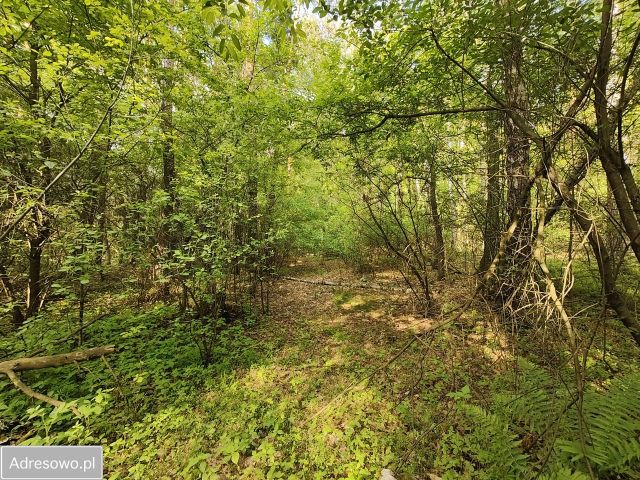 Działka leśna Wilkowyja. Zdjęcie 1