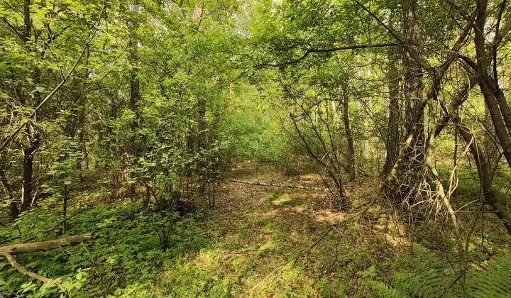 Działka leśna Wilkowyja