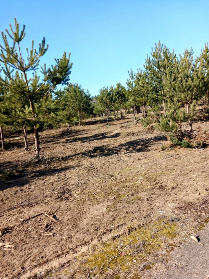 Działka rolno-budowlana Gucin. Zdjęcie 6