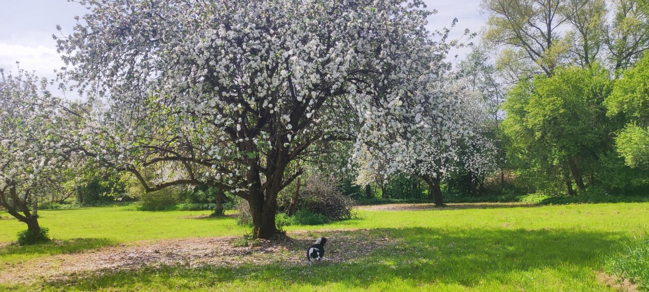 Działka budowlana Tłumaczów Tłumaczówek. Zdjęcie 8
