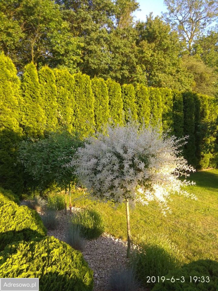 dom wolnostojący, 4 pokoje Księginice. Zdjęcie 8