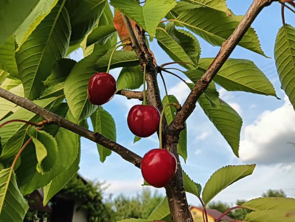 Działka rod Bielsko-Biała. Zdjęcie 5