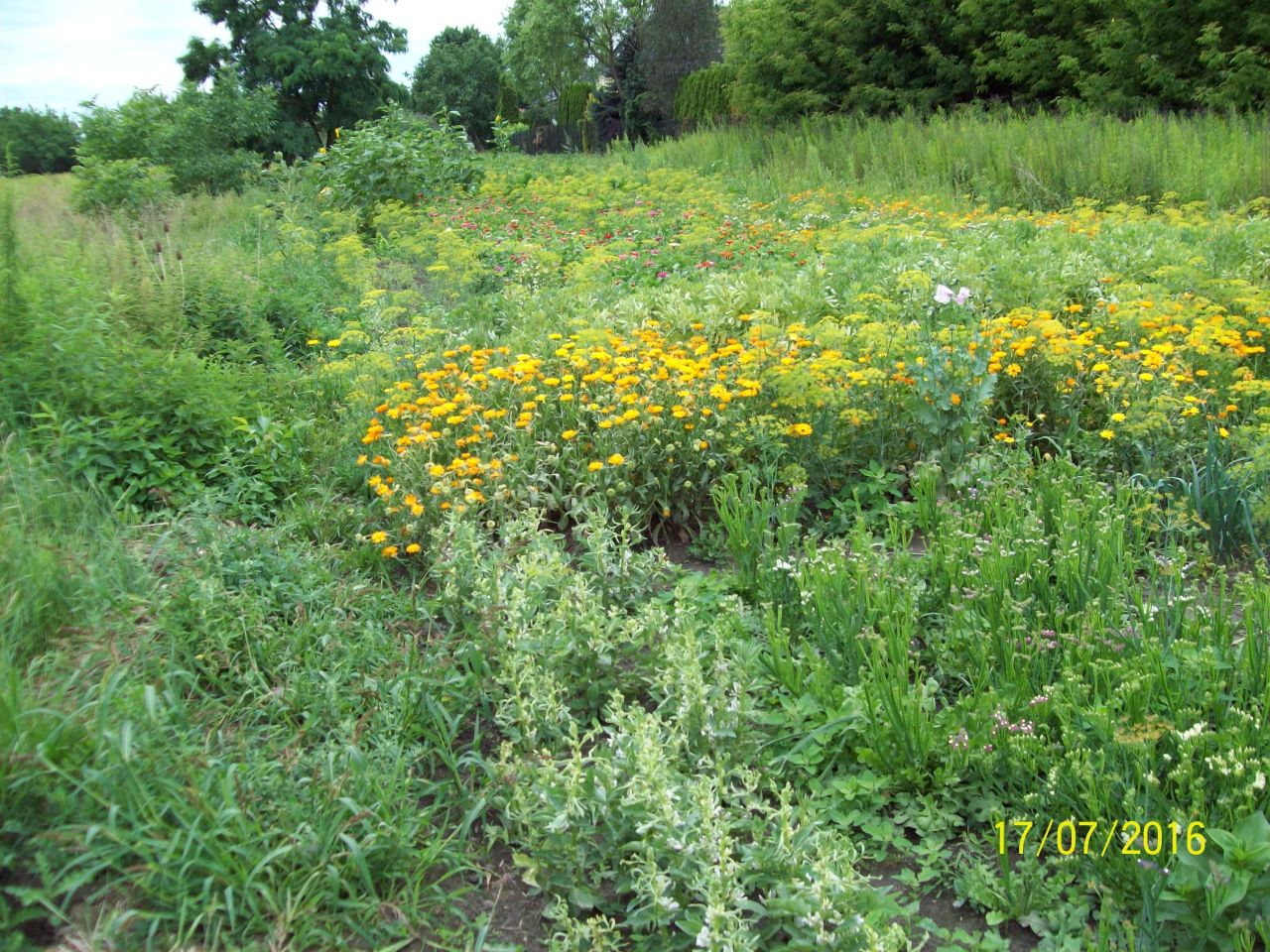 Działka rolno-budowlana Blizne Jasińskiego, ul. Tadeusza Kościuszki. Zdjęcie 7