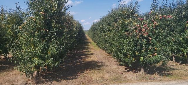 Działka rolna Koćmierzów. Zdjęcie 1