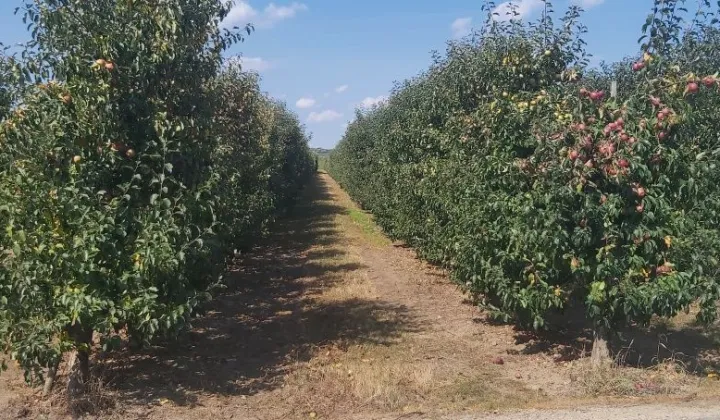 Działka rolna Koćmierzów
