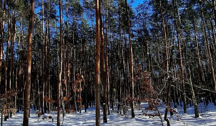 Działka rekreacyjna Laski, ul. Brzozowa