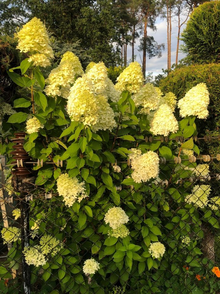 Działka rod Zielona Góra Jędrzychów, ROD Falubaz. Zdjęcie 9