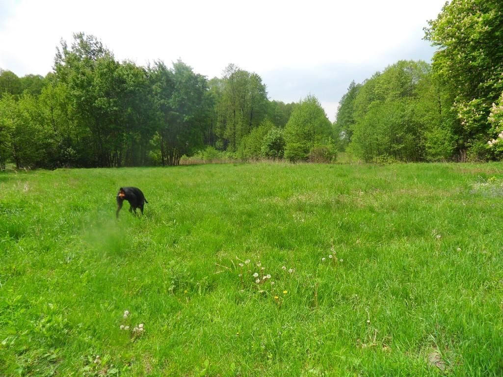 Działka siedliskowa Miodary. Zdjęcie 2