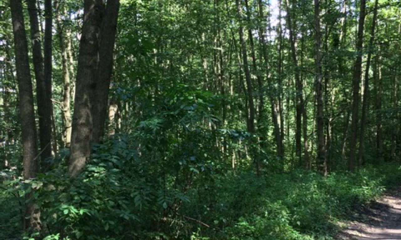 Działka rekreacyjna Ponikiew. Zdjęcie 10