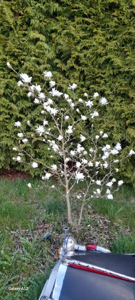 Działka rod Szczecin Klucz, ul. Polarna. Zdjęcie 2