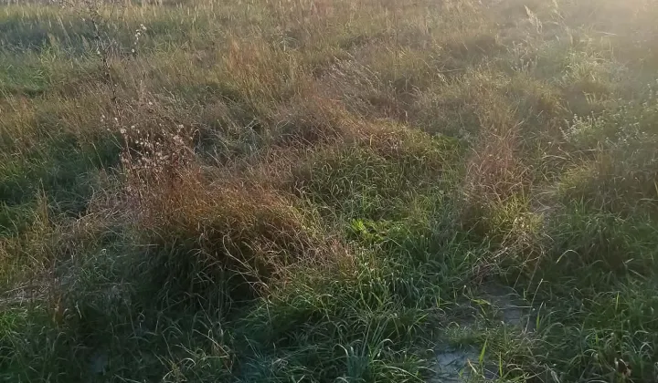 Działka rolno-budowlana Strzelce