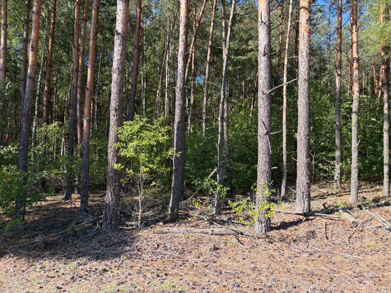 Działka rolna Kaniuki. Zdjęcie 6