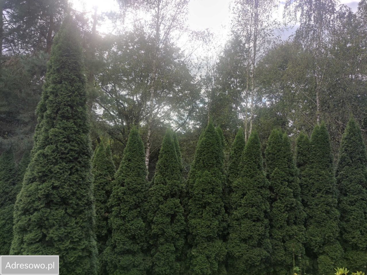 Działka rolno-budowlana Winiary. Zdjęcie 12