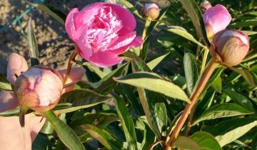 Działka rod Wrocław Osobowice, ul. Krotoszyńska