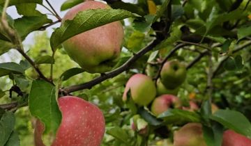 Działka rod Kraków Golikówka