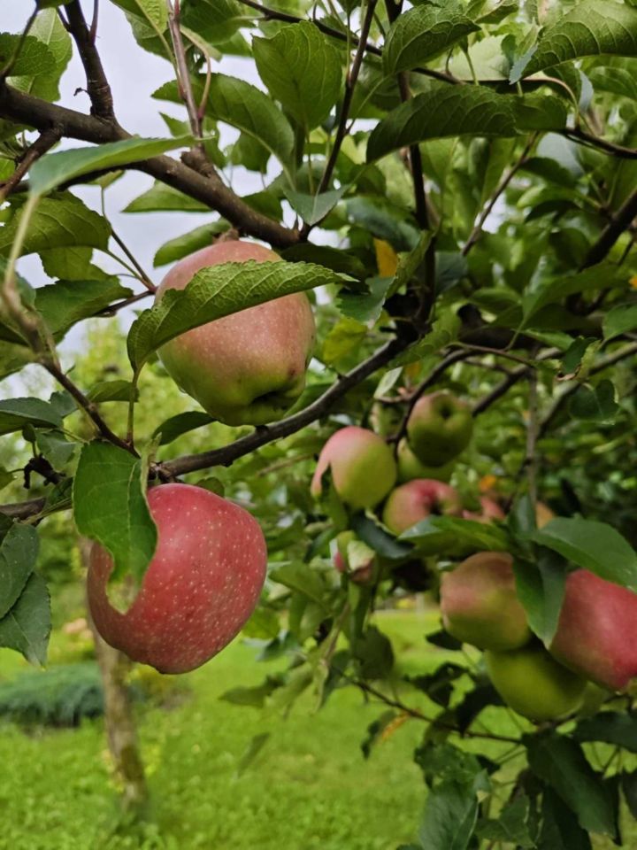 Działka rod Kraków Golikówka. Zdjęcie 2