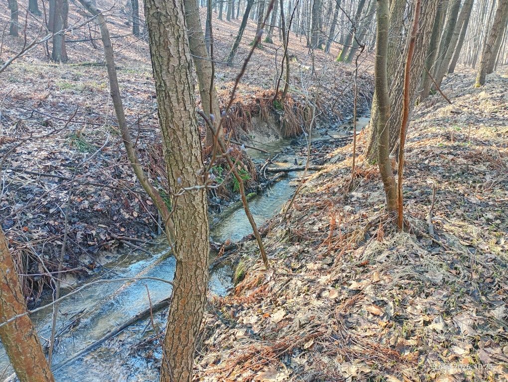 Działka leśna Marklowice. Zdjęcie 6