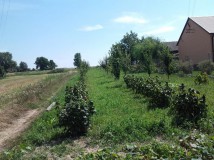 Działka rolno-budowlana Mełgiew, ul. Piasecka. Zdjęcie 4