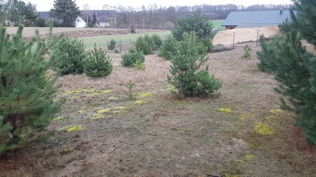 Działka rolno-budowlana Głodowo. Zdjęcie 4