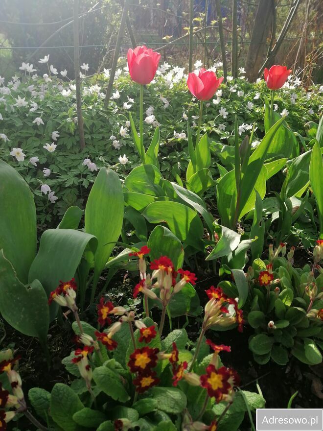 Działka rod Warszawa Mokotów, ul. Racławicka. Zdjęcie 11