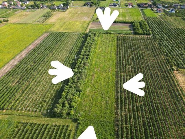 Działka rolna Czaplin. Zdjęcie 1